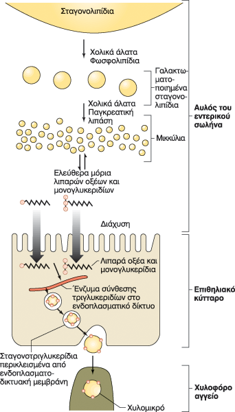 Σύνοψη της απορρόφησης