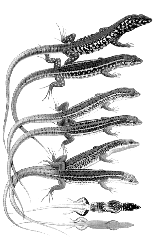 Podarcis milensis Podarcis erhardii P. milensis κοιλιακό πρότυπο P. erhardii κοιλιακό πρότυπο Σχήµα 7.