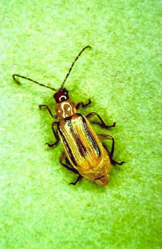 Diabrotica virgifera