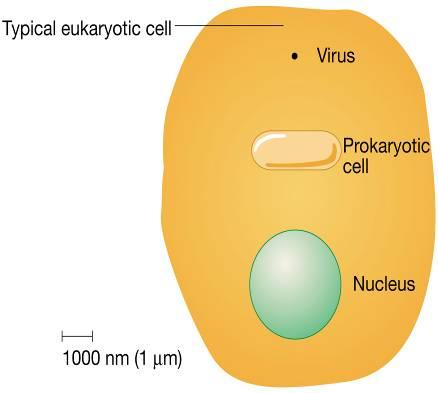 Ταξινόμηση Μικροοργανισμών Ευκαρυωτικά κύτταρα Μύκητες (πρώτιστα) Πρωτόζωα (πρώτιστα) Μετάζωα ή έλμινθες (ζωϊκό β.