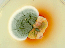 Μυκηλιακοί μύκητες Ασκομύκητες-Hyaline Hyphomycetes Penicillium Διαδεδομένος στη φύση Οργανικά υπολλείματα Σε αποσύνθεση Παλιά