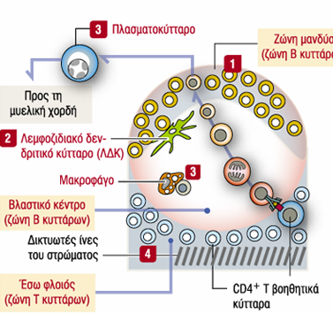 Δευτερογενή λεμφοζίδια λεμφοζιδιακά δενδριτικά κύτταρα : παρουσιάζουν το αντιγόνο στα Β λεμφοκύτταρα, Β λεμφοκύτταρα με χαμηλή συγγένεια προς το αντιγόνο πεθαίνουν