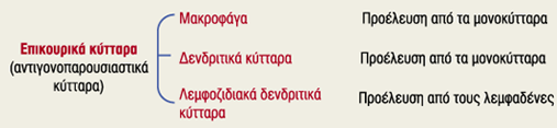 Κύτταρα που συμμετέχουν στην ανοσολογική απάντηση