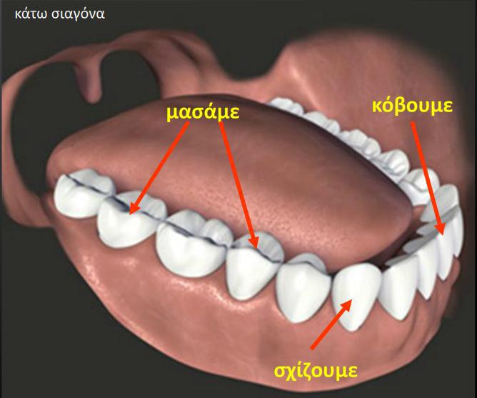 στοματικής