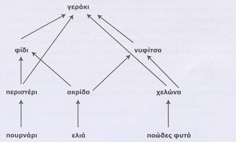 4. Με το παρακάτω σχήμα δίνονται οι τροφικές αλυσίδες των οργανισμών σε τροφικό πλέγμα οικοσυστήματος. α. Ποιοι είναι οι παραγωγοί και ποιοι οι καταναλωτές; β.