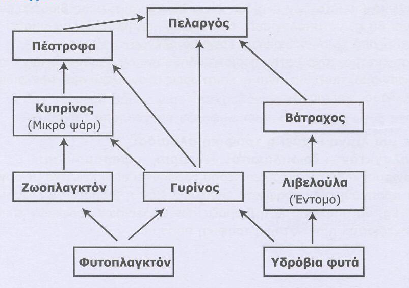 α. Να γράψετε τις τροφικές αλυσίδες που υπάρχουν στο πλέγμα αυτό και να ονομάσετε τους καταναλωτές 2ης τάξης. β.