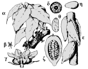 - 35 - Φυτό Είδος Δρόγη Περιεκτικότητα κοφφέα είδη του γένους Coffea (Rubiaceae) Σπέρματα 1 2,5 % τέϊον Thea sinensis (Theaceae) Φύλλα 2,5-4,5 % γουαράνα Paulinia cupana (Sapindaceae) Σπέρματα 4 8 %
