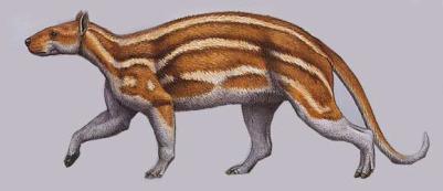 Perissodactyla Haptodon Ηώκαινο Hyrachyus A.