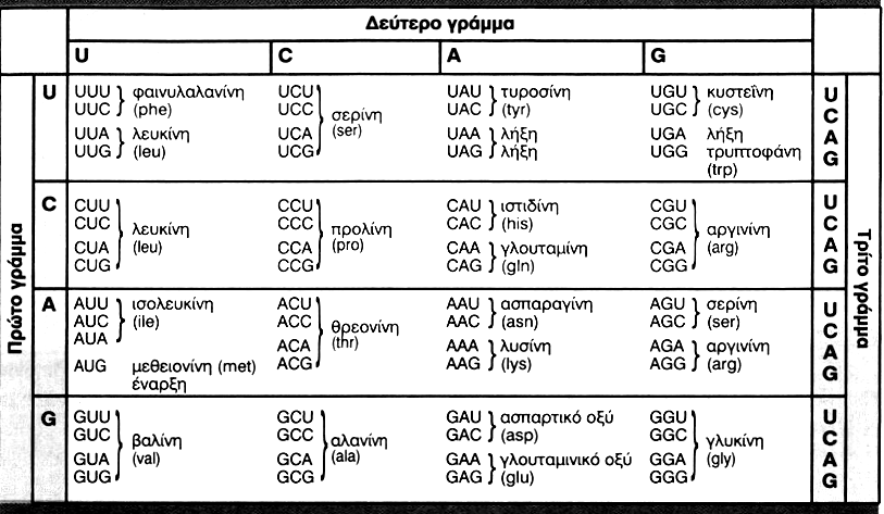 Δ.1.Να γραφεί το mrna που προκύπτει από το τμήμα αυτό του DNA, τα άκρα των αλυσίδων του τμήματος αυτού και να εξηγήσετε ποια είναι η κωδική και ποια η μη κωδική αλυσίδα Δ.2.