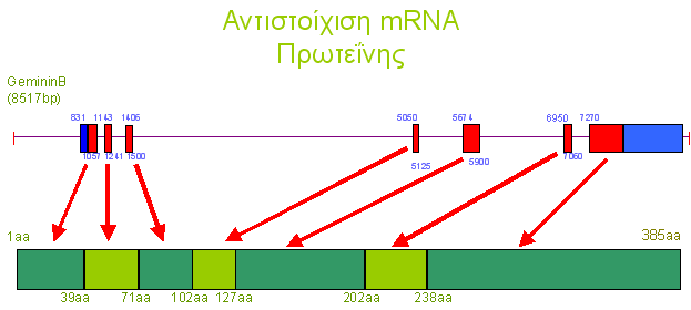 ΑΠΟΤΕΛΕΣΜΑΤΑ cdna ggcggctccttcagcacccgcatccgcagccacagcaccatccgcaccctcgccttcccccagggcaatgccttc μορφήi G G S F S T R I R S H S T I R T L A F P Q G N A F μορφήii μορφήiii G G S F S T R I R S H S T I R T