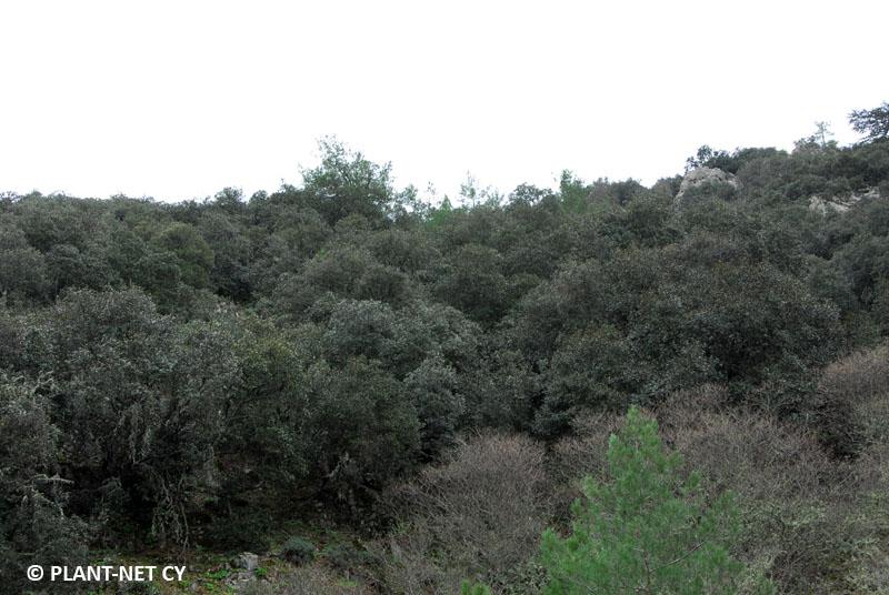 Ζ βειηίσζε θαη δηαηήξεζε δπν (2) νηθνηόπσλ πξνηεξαηόηεηαο ηεο Κύπξνπ πνπ βξίζθνληαη κέζα ζε πεξηνρέο ΦΥΣΖ 2000: