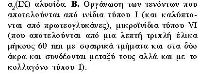 ΚΟΛΛΑΓΟΝΑ Συνδυασμός διαφορετικών τύπων κολλαγόνου σε διάφορες δομές Στον τένοντα:.