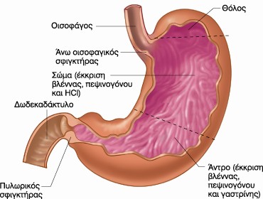 Στόμαχος