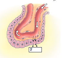 Φυσιολογία Το χοριοειδέ πλέγµα αποτελεί προβολή θυσάνου τριχοειδών αγγείων στο εσωτερικό των κοιλιών που