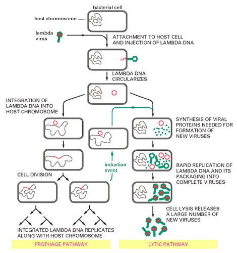 2.1.2. Οι βακτηριοφάγοι ως οχήματα φορείς κλωνοποίησης Ο βακτηριοφάγος λ, είναι ο πιο κοινός και ευρέως χρησιμοποιούμενος φάγος, ως όχημα κλωνοποίησης Ο ΛΥΤΙΚΟΣ ΚΥΚΛΟΣ ΤΟΥ ΒΑΚΤΗΡΙΟΦΑΓΟΥ λ DNA