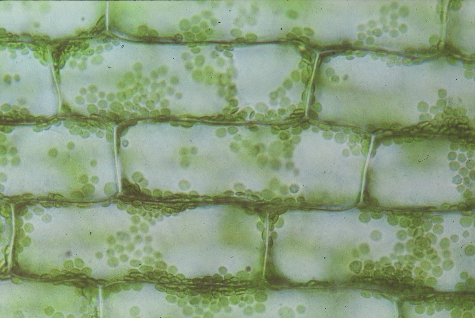 Χλωροπλάστες Κάθε τυπικό φωτοσυνθετικό κύτταρο