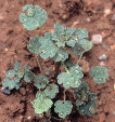 14 ωδεκάνθι (Lamium amplexicaule, Lamiaceae) Το δωδεκάνθι είναι ετήσιο, χειµερινό, δικοτυλήδονο φυτό µε όρθια έκφυση και φθάνει µέχρι το ύψος των 30 cm.