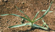 16 Αγριοκρέµµυδο (Allium roseum, Liliaceae) Το αγριοκρέµµυδο είναι πολυετές, χειµερινό, µονοκοτυλήδονο φυτό όρθιας έκφυσης και φθάνει µέχρι το ύψος των 50 cm.