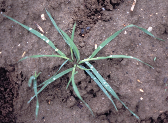 18 Αγριοβρώµη (Avena sterilis, Poaceae) Η αγριοβρώµη είναι ετήσιο, χειµερινό, µονοκοτυλήδονο φυτό µε όρθια έκφυση και µε µήκος καλαµιού µέχρι 150 cm.