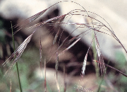 ΒΙΟΛΟΓΙΑ ΚΑΙ ΟΙΚΟΛΟΓΙΑ ΖΙΖΑΝΙΩΝ 21 Βρόµος (Bromus spp., Poaceae) Ο βρόµος είναι ετήσιο, χειµερινό, µονοκοτυλήδονο φυτό µε όρθια έκφυση και µήκος καλα- µιού που φθάνει µέχρι 80 cm.