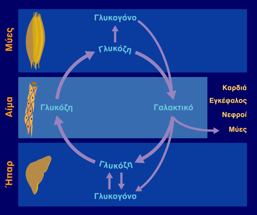 Γλυκονεογένεση Η παραγωγή του γαλακτικού οξέος στους μυς και η μεταφορά του στο συκώτι και