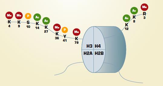 Ιστόνες και MDS Histone Modifications Methylation Acetylation