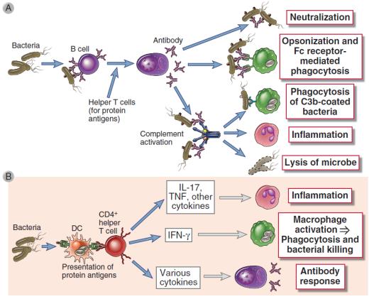 Εξωκυττάρια βακτήρια _ειδική ανοσία Χυμική ανοσία (προστατευτική).