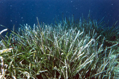 Οικοτοποι -συστήματα υπο προστασία στις Ελληνικές θάλασσες 1. Υποθαλάσσια Λιβάδια Ποσειδωνίας NATURA 2000 με κωδικό GR2210002. Ταυτόχρονα, τον Ιούνιο του 2007, με το Φ.Ε.Κ.