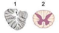 15. Οι εικόνες 1 και 2 που παρουσιάζουν εγκάρσιες τομές από τμήματα του Κεντρικού Νευρικού Συστήματος αναφέρονται αντίστοιχα σε: Α. παρεγκεφαλίδα και νωτιαίο μυελό Β.