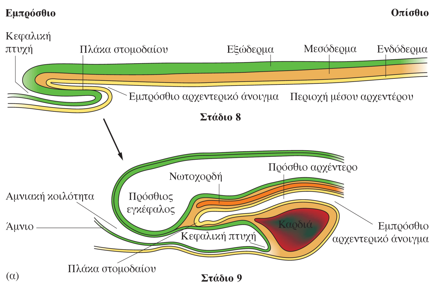 Φυσιολογική ανάπτυξη Πρόσθιο αρχέντερο (θύλακας) Ο γαστρεντερικός σωλήνας σχηματίζεται από μία