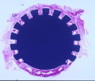 Histology section 1mm {