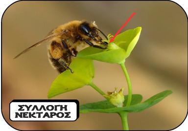 Η μέλισσα δεν αναπνέει όπως ο άνθρωπος, αλλά έχει τρύπες στο σώμα, μέσα από τις οποίες περνά ο αέρας. Η μέλισσα την άνοιξη και το καλοκαίρι τρέφεται από τη γύρη και το γλυκό νέκταρ των λουλουδιών.