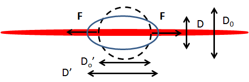 Σχήμα 4.9: Σχηματική αναπαράσταση της μεταβολής που υφίσταται το λιπόσωμα, ΔD=D-D o, ενώ βρίσκεται παγιδευμένο, καθώς και των δυνάμεων, F, που ασκούνται σε αυτό λόγω της παγίδας γραμμής. Σχήμα 4.