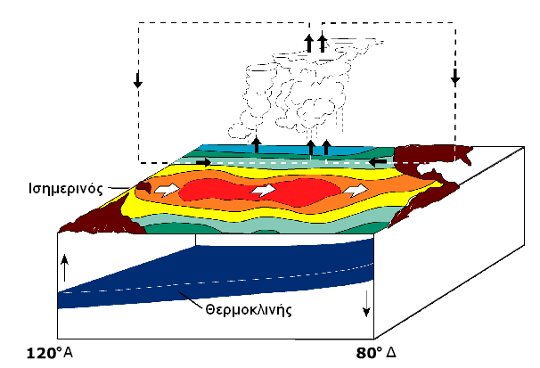 El Niño Tο μετεωρολογικό φαινόμενο κατά το οποίο τα κεντρικά και ανατολικά νερά του Ειρηνικού Ωκεανού κοντά στον Ισημερινό (ακτές του Περού) είναι θερμότερα σε σχέση με άλλες περιοχές.