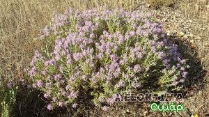 Ζαμπούκος Δυόσμος Θυμάρι Ο ζαμπούκος είναι φυλλοβόλος θάμνος. Φυτρώνει κοντά σε ρυάκια. Από τον ζαμπούκο φτιάχνουν διάφορες λοσιόν.