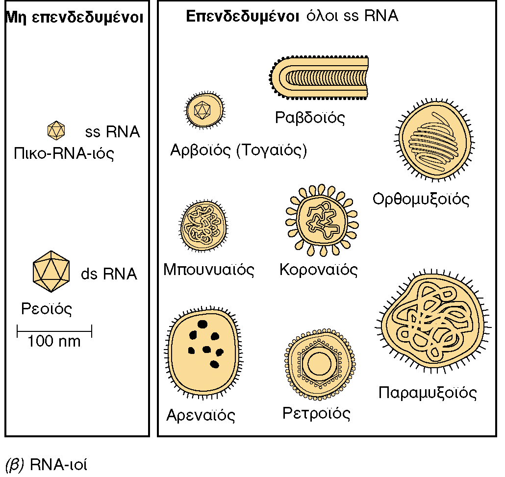 ΖΩΙΚΟΙ ΙΟΙ-RNA-ιοί Εικόνα 9.22 : Η μορφή και το σχετικό μέγεθος των κυριότερων ιών των σπονδυλωτών.