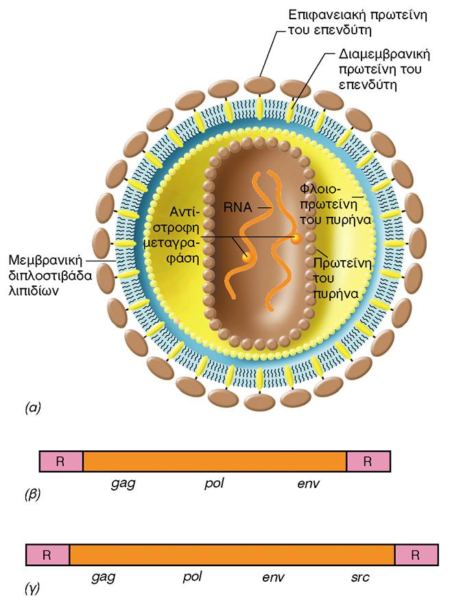 ΡΕΤΡΟΪΟΙ ss RNA ds DNA mrna HIV ΚΑΡΚΙΝΟΓΟΝΟΙ πιθανά εργαλεία γονιδιακής θεραπείας Εικόνα 9.24: Δομή και λειτουργία ενός ρετροϊού. (α) Δομή ενός ρετροϊού.