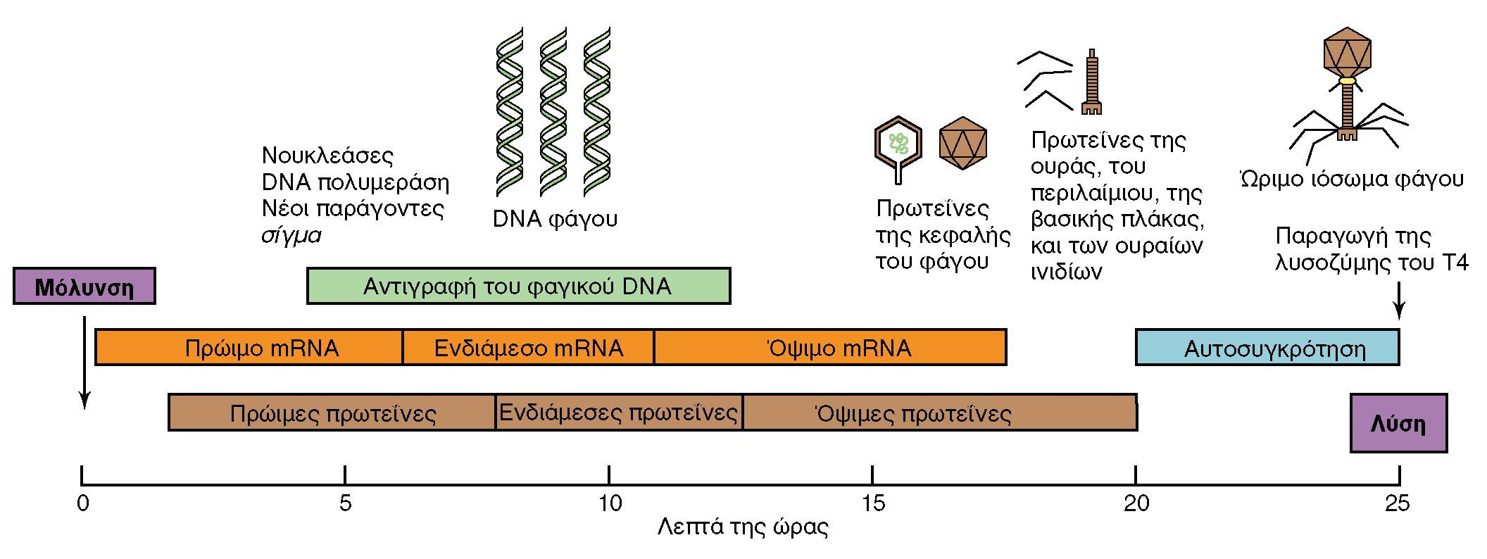 ΧΡΟΝΙΚΗ ΣΕΙΡΑ ΣΥΜΒΑΝΤΩΝ ΚΑΤΑ ΤΗ ΜΟΛΥΝΣΗ ΜΕ ΦΑΓΟ Τ4 Εικόνα 9.15: Η χρονική σειρά των συμβάντων κατά τη μόλυνση με φάγο Τ4.