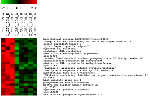 Εικόνα 3.22: Τα 23 γονίδια που εκφράζονται στην περιοχή του µατιού, υπερεκφράζονται στα πρότυπα των 22 o C (κόκκινο χρώµα) και υποεκφράζονται στα πρότυπα των 28 o C (πράσινο). Τιµή εµπλουτισµού: 0,95.