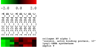 Η ανάλυση ως προς τις ZFIN δοµές στα γονίδια που υπερεκφράζονται στα πρότυπα των 28 o C έδειξε πως 6 γονίδια εκφράζονται στην επιδερµίδα (εικόνα 3.