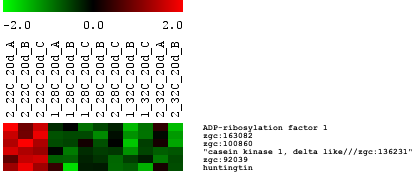 Εικόνα 3.36: Τα 6 γονίδια εκφράζονται στην περιοχή της κεφαλής, υπερεκφράζονται στα πρότυπα των 22 o C (κόκκινο χρώµα) και υποεκφράζονται στα πρότυπα των 28 o C και 32 o C (πράσινο).