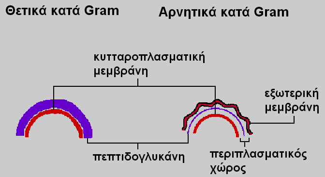 Κυτταρικό Τοίχωμα Βακτηρίων 11/20 Συγκριτική Παράσταση του κυτταρικού