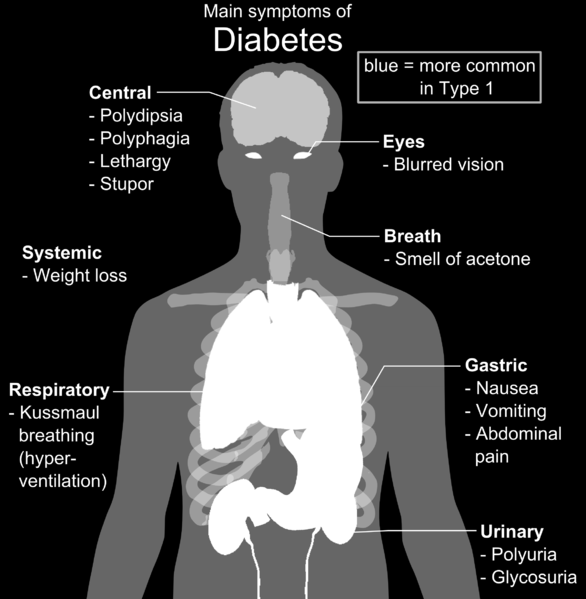 Απουσία ινσουλίνης μη απορρόφηση γλυκόζης, γλυκονεογένεση (στο ήπαρ), λιπόλυση