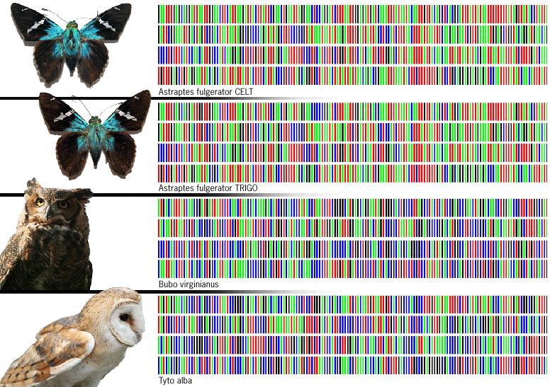 DNA 2009