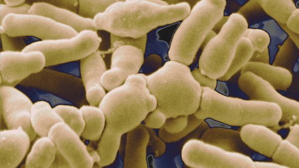 Latest News Gut microbes give