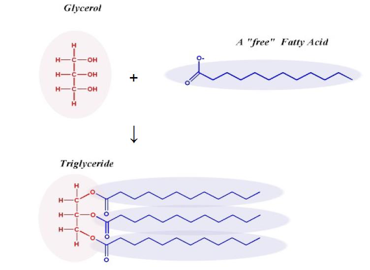 Εικόνα 2.1: Σχηματισμός του τριγλυκεριδίου. Εικόνα 2.2: Διάφορα λιπαρά οξέα. 2.1.6 Νερό Τα ίχνη νερού που μπορούν να βρεθούν τόσο στο ακατέργαστο όσο και στο εμπορικώς διαθέσιμο έλαιο, οφείλονται κυρίως στις διαδικασίες εξευγενισμού.