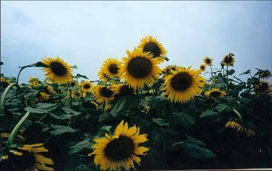 Helianthus annuus L.