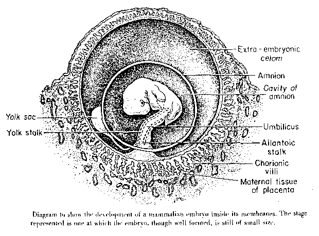 Σχηματισμός Ομφάλιου Λώρου (umbilicus) Σχηματίζεται από τον λεκιθικό μίσχο (yolk stalk) & το μίσχο της αλλαντοίδας