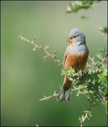 Σιταροπούλλι Emberiza caesia Είδος προτεραιότητας (παράρτημα 1 της Οδηγίας 2009/147/ΕΚ) για την ΕΕ Η Κύπρος φιλοξενεί σημαντικό ποσοστό του πληθυσμού της Ευρώπης.