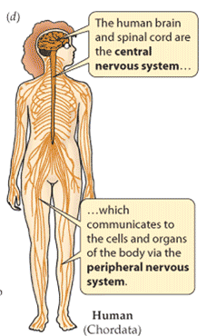Νευρικό σύστημα στα θηλαστικά ΚΝΣ: επεξεργάζεται τις πληροφορίες και καθορίζει τις απαιτούμενες αντιδράσεις ΠΝΣ: μεταφέρει πληροφορίες προς και από το ΚΝΣ Ορμόνες Μάτια, αυτιά, δέρμα, μυς, αρθρώσεις